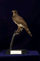 鳳頭蒼鷹藏品圖，第4張